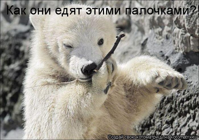 Котоматрица: Как они едят этими палочками?!