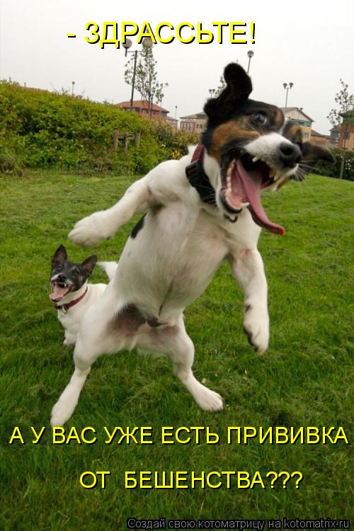 Котоматрица: ОТ  БЕШЕНСТВА??? А У ВАС УЖЕ ЕСТЬ ПРИВИВКА  - ЗДРАССЬТЕ!