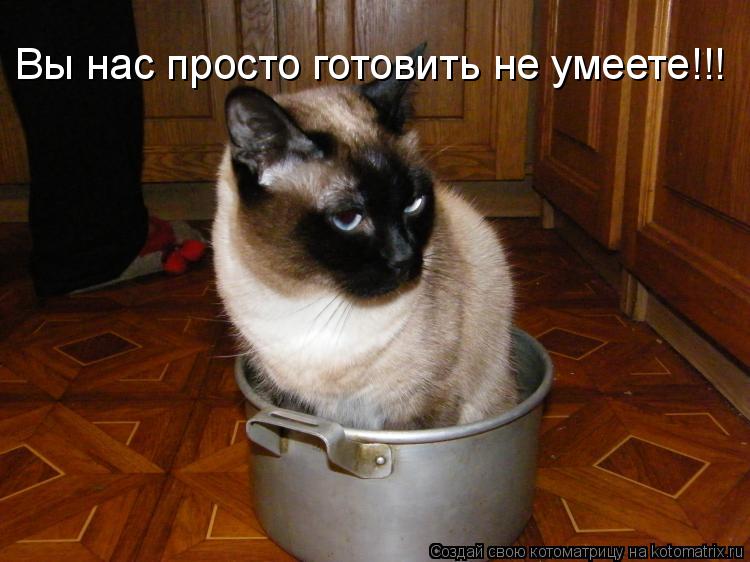 Котоматрица: Вы нас просто готовить не умеете!!!