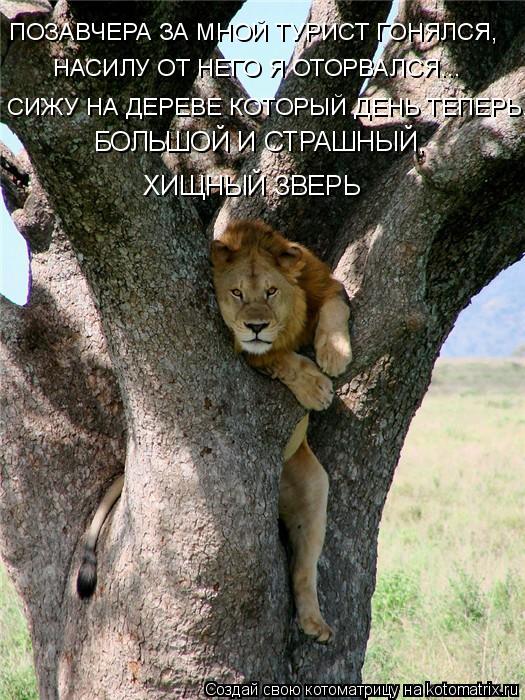 Котоматрица: НАСИЛУ ОТ НЕГО Я ОТОРВАЛСЯ... СИЖУ НА ДЕРЕВЕ КОТОРЫЙ ДЕНЬ ТЕПЕРЬ, БОЛЬШОЙ И СТРАШНЫЙ,  ХИЩНЫЙ ЗВЕРЬ ПОЗАВЧЕРА ЗА МНОЙ ТУРИСТ ГОНЯЛСЯ,