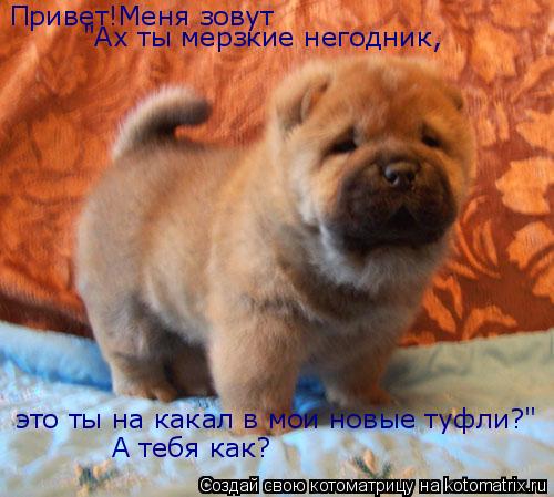 Привет!Меня зовут Привет!Меня зовут "Ах ты мерзкие негодник, это ты на какал в мои новые туфли?" А те... Котоматрица: Привет!Меня зовут Привет!Меня зовут "Ах ты мерзкие негодник, это ты на какал в мои новые туфли?" А тебя как?