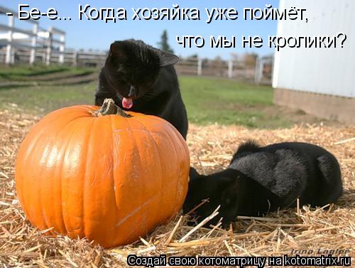 - Бе-е... Когда хозяйка уже поймёт, что мы не кролики?... Котоматрица: - Бе-е... Когда хозяйка уже поймёт, что мы не кролики?