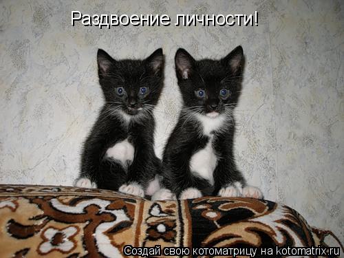 Раздвоение личности!... Котоматрица: Раздвоение личности!