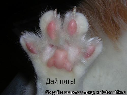 Дай пять!... Котоматрица: Дай пять!
