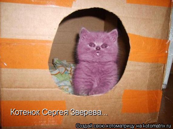 Котенок Сергея Зверева...... Котоматрица: Котенок Сергея Зверева...