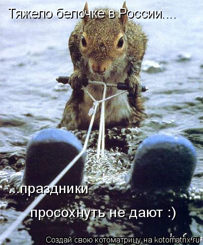 Тяжело белочке в России.... ...праздники просохнуть не дают :)... Котоматрица: Тяжело белочке в России.... ...праздники просохнуть не дают :)