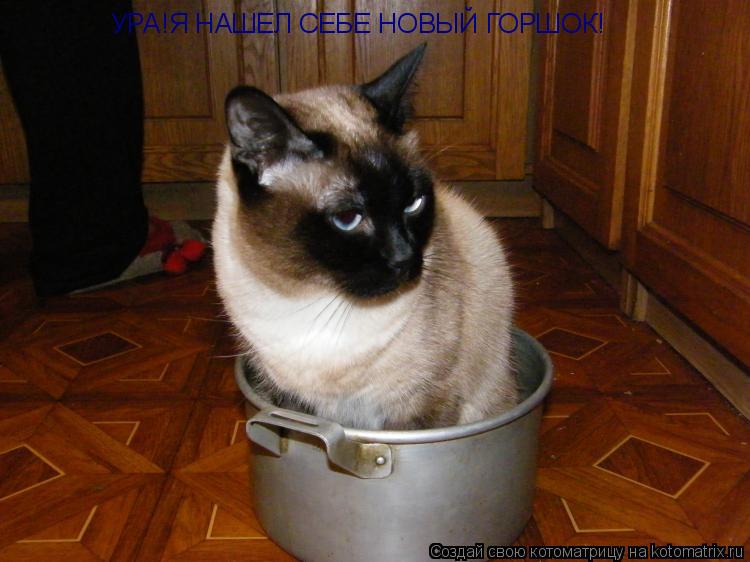 Котоматрица: УРА!Я НАШЕЛ СЕБЕ НОВЫЙ ГОРШОК!