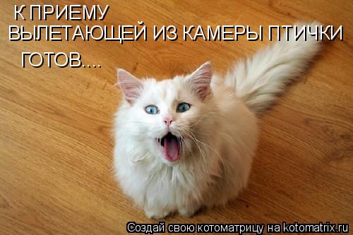 Котоматрица: К ПРИЕМУ ГОТОВ.... ВЫЛЕТАЮЩЕЙ ИЗ КАМЕРЫ ПТИЧКИ