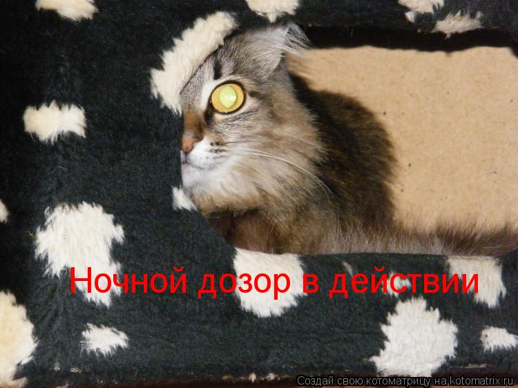 Котоматрица: Ночной дозор в действии