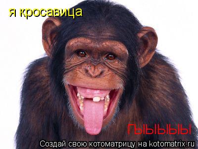 Котоматрица: я кросавица ГЫЫЫЫЫ
