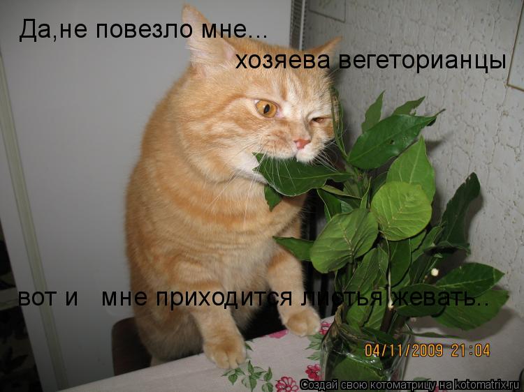 Котоматрица: Да,не повезло мне... хозяева вегеторианцы вот и   мне приходится листья жевать..
