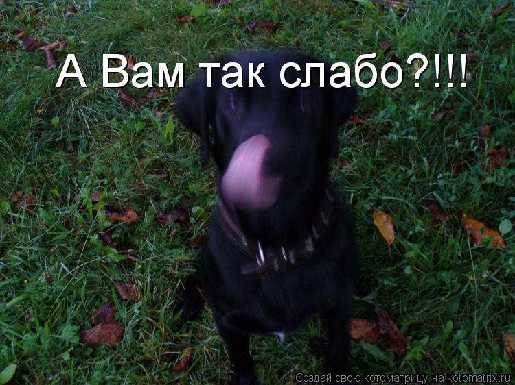 Котоматрица: А Вам так слабо?!!!