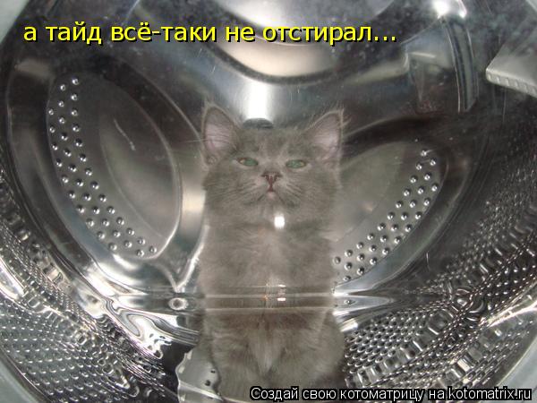 Котоматрица: а тайд всё-таки не отстирал...