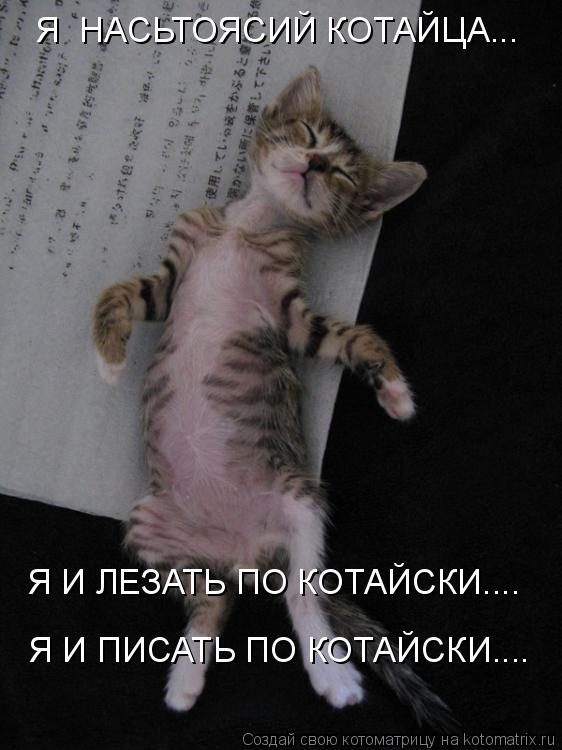 Котоматрица: Я  НАСЬТОЯСИЙ КОТАЙЦА... Я И ЛЕЗАТЬ ПО КОТАЙСКИ.... Я И ПИСАТЬ ПО КОТАЙСКИ....