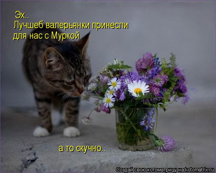 Котоматрица: Эх.. Лучшеб валерьянки принесли для нас с Муркой а то скучно..