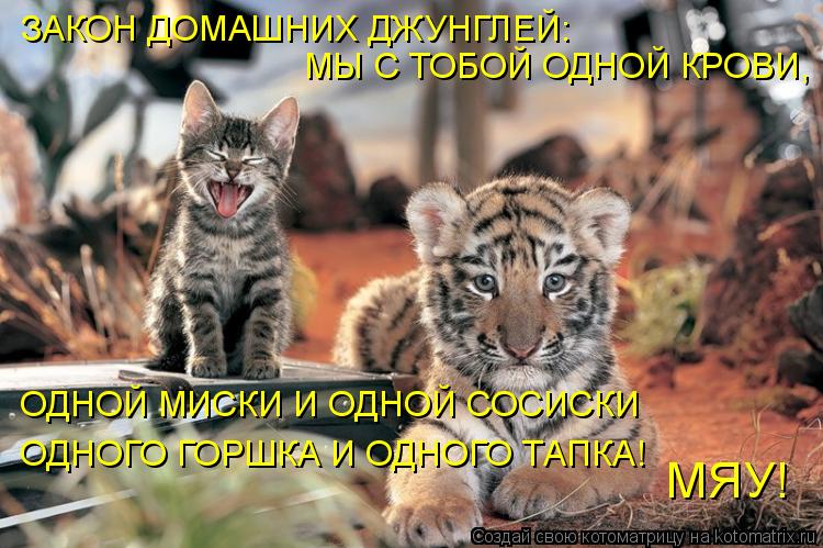 Котоматрица: МЫ С ТОБОЙ ОДНОЙ КРОВИ, ОДНОЙ МИСКИ И ОДНОЙ СОСИСКИ ОДНОГО ГОРШКА И ОДНОГО ТАПКА! МЯУ! ЗАКОН ДОМАШНИХ ДЖУНГЛЕЙ: