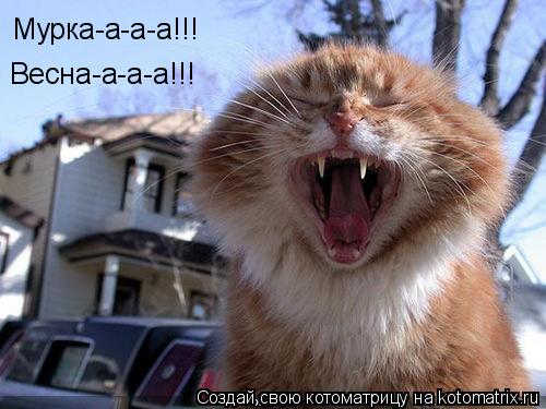 Котоматрица: Мурка-а-а-а!!! Весна-а-а-а!!!