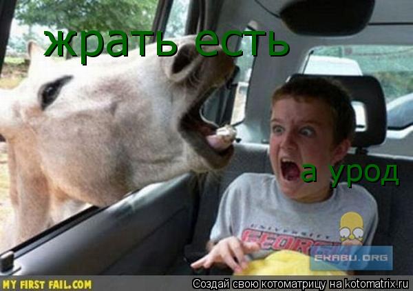 Котоматрица: жрать есть а урод