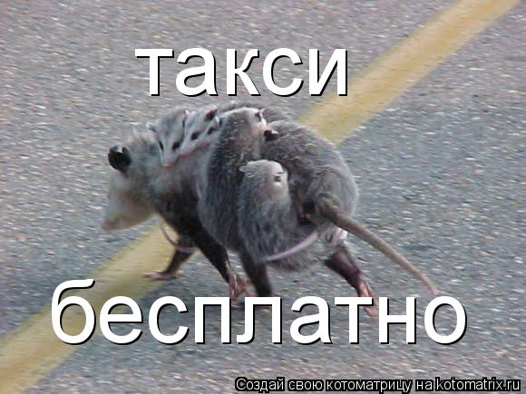 Котоматрица: такси  бесплатно