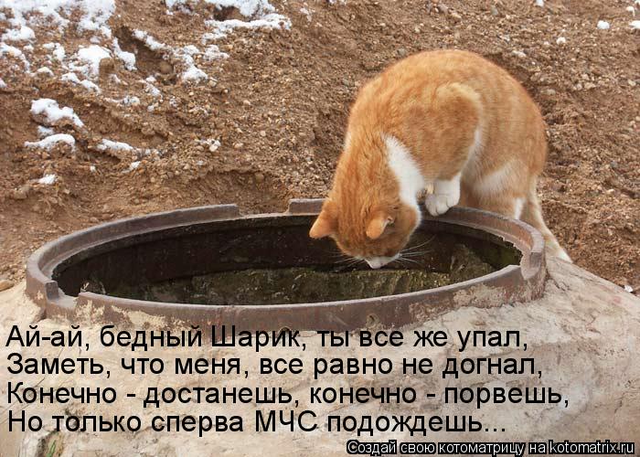 Котоматрица: Ай-ай, бедный Шарик, ты все же упал, Заметь, что меня, все равно не догнал, Конечно - достанешь, конечно - порвешь, Но только сперва МЧС подождеш