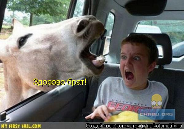Котоматрица: Здорово брат!