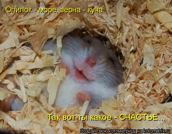 Котоматрица: Опилок - море, зерна - куча... Так вот ты какое - СЧАСТЬЕ...
