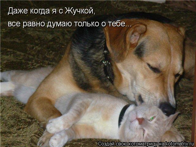 Котоматрица: Даже когда я с Жучкой,  все равно думаю только о тебе...