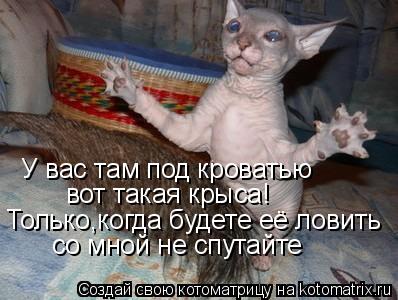 Котоматрица: У вас там под кроватью вот такая крыса! Только,когда будете её ловить со мной не спутайте