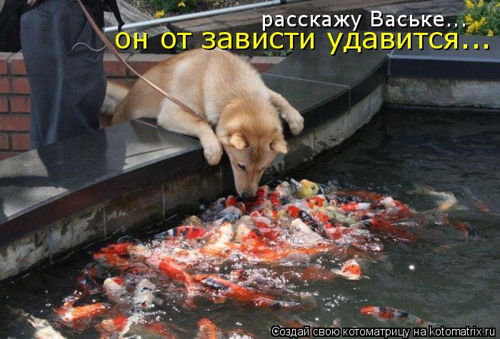 Котоматрица: расскажу Ваське... он от зависти удавится...