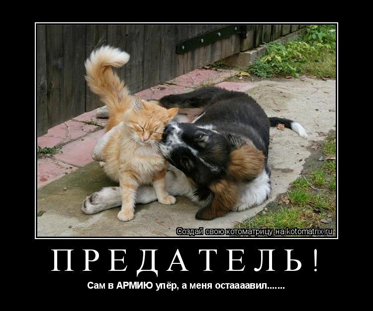 Котоматрица: Предатель! Сам в АРМИЮ упёр, а меня остаааавил.......