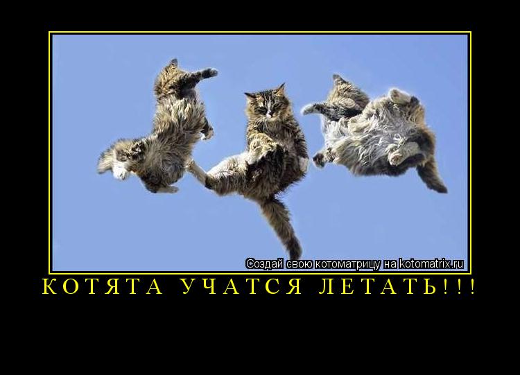 Котоматрица: КОТЯТА УЧАТСЯ ЛЕТАТЬ!!! 