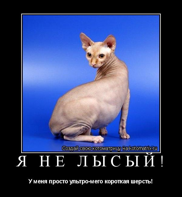 Котоматрица: Я не лысый! У меня просто ультро-мего короткая шерсть!