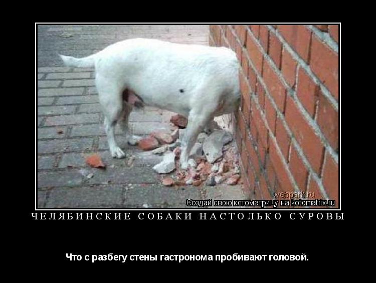 Котоматрица: Челябинские собаки настолько суровы Что с разбегу стены гастронома пробивают головой.