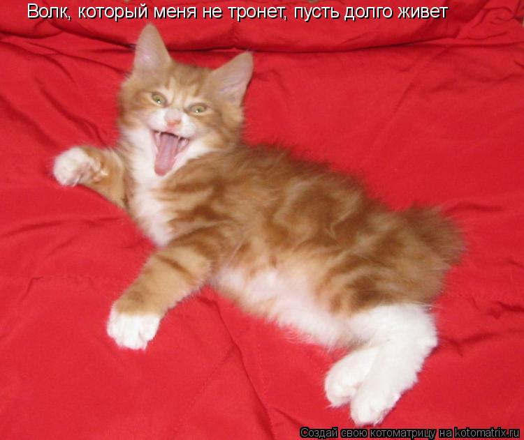 Котоматрица: Волк, который меня не тронет, пусть долго живет