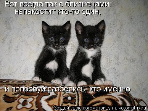Котоматрица: Вот всегда так с близнецами: напакостит кто-то один, и попробуй разберись, кто именно