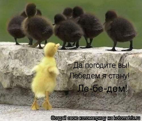 Котоматрица: Да погодите вы!  Лебедем я стану!  Ле-бе-дем!