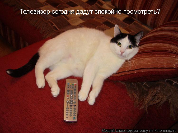 Котоматрица: Телевизор сегодня дадут спокойно посмотреть?