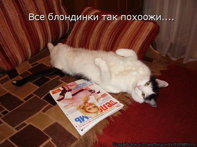 Котоматрица: Все блондинки так похоожи....