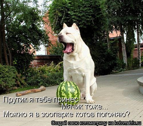 Котоматрица: Прутик я тебе принес Мячик тоже... Можно я в зоопарке котов погоняю?