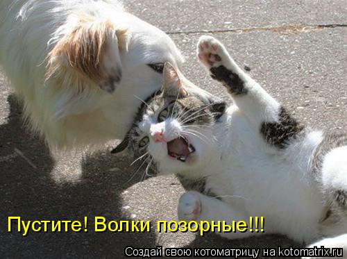 Котоматрица: Пустите! Волки позорные!!!