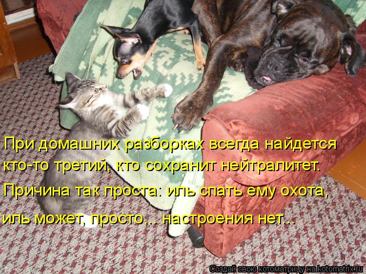 При домашних разборках всегда найдется Причина так проста: иль спать ему охота, иль может, просто,... Котоматрица: При домашних разборках всегда найдется Причина так проста: иль спать ему охота, иль может, просто,…. настроения нет….. кто-то третий, кто с