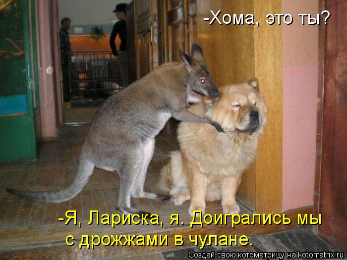-Хома, это ты? -Я, Лариска, я. Доигрались мы с дрожжами в чулане.... Котоматрица: -Хома, это ты? -Я, Лариска, я. Доигрались мы с дрожжами в чулане.
