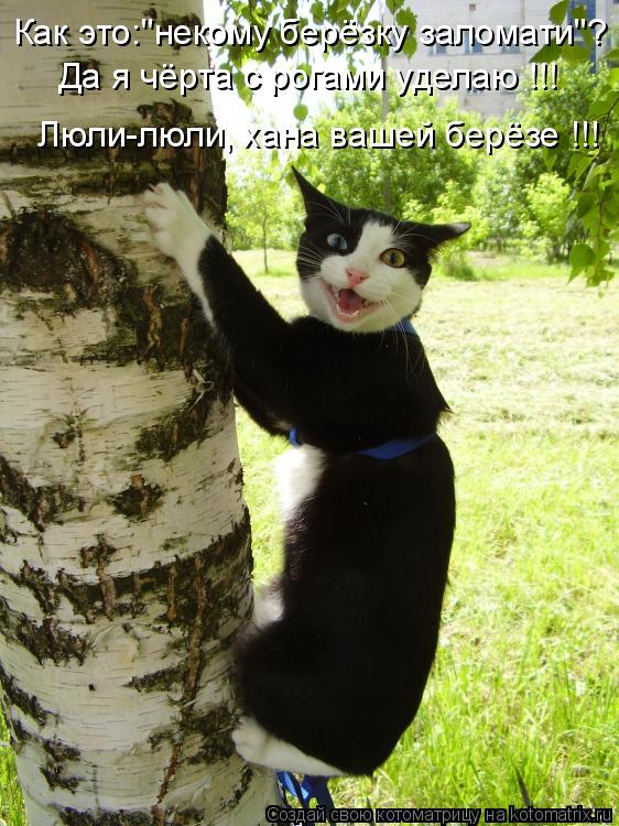 Котоматрица: Как это:"некому берёзку заломати"? Да я чёрта с рогами уделаю !!! Люли-люли, хана вашей берёзе !!!