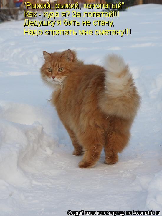 Котоматрица: "Рыжий, рыжий, конопатый"... Как - куда я? За лопатой!!! Дедушку я бить не стану, Надо спрятать мне сметану!!!