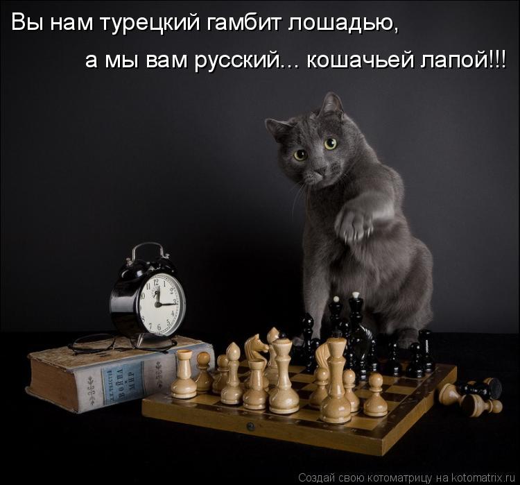 Котоматрица: Вы нам турецкий гамбит лошадью, а мы вам русский... кошачьей лапой!!!