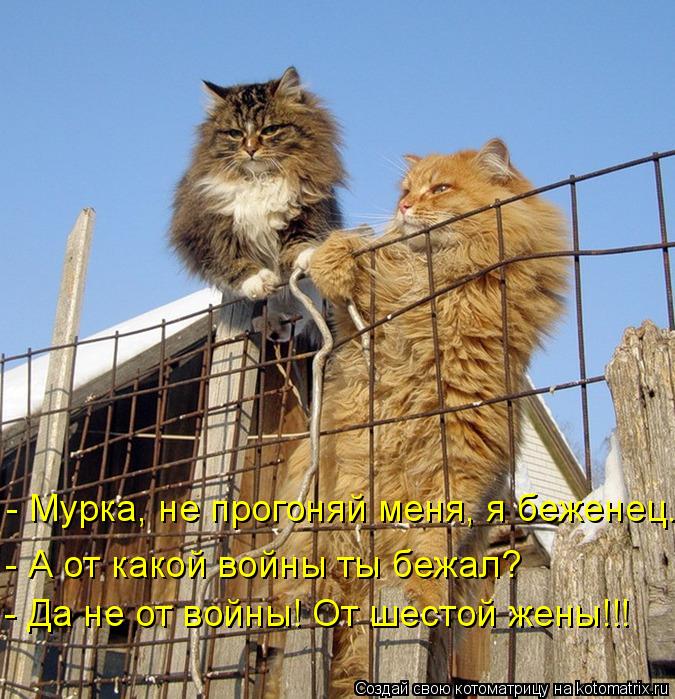 Котоматрица: - Мурка, не прогоняй меня, я беженец. - А от какой войны ты бежал? - Да не от войны! От шестой жены!!!