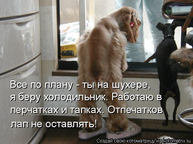 Котоматрица: Все по плану - ты на шухере,  я беру холодильник. Работаю в перчатках и тапках. Отпечатков лап не оставлять!