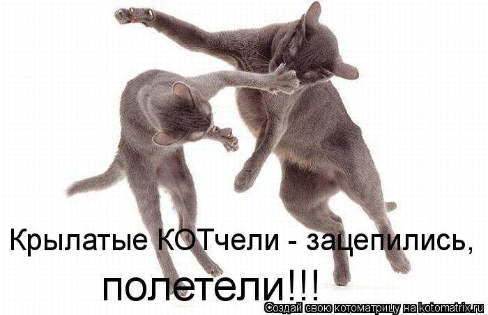 Котоматрица: Крылатые КОТчели - зацепились, полетели!!!