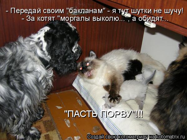 Котоматрица: - Передай своим "бакланам" - я тут шутки не шучу! - За котят "моргалы выколю...", а обидят... "ПАСТЬ ПОРВУ"!!!