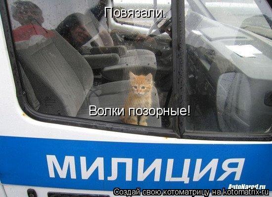 Котоматрица: Повязали.  Повязали.  Волки позорные!